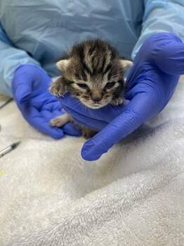 Solfrid -  Domestic Short Hair Cat for Adoption in Raleigh, North Carolina - Solfrid | PetCurious