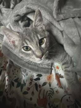 Tabby and Domestic Short Hair Cats Available for Adoption - Dante - Grey Boys Litter | PetCurious