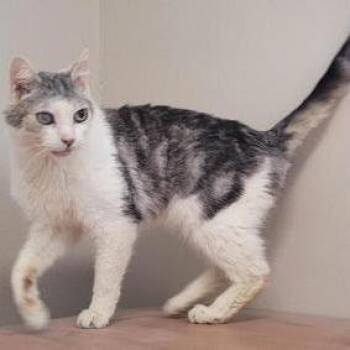 Gilbert -  Domestic Short Hair Cat Available for Adoption in Ramona, California - Gilbert | PetCurious