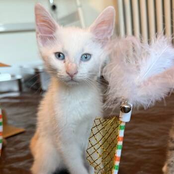 Moonstone -  Domestic Short Hair Cat for Adoption in Evanston, Illinois - Moonstone | PetCurious
