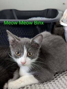 Meow Meow Binx - Fostered in Omaha -  American Shorthair Cat for Adoption in Overland Park, Kansas - Meow Meow Binx - Fostered In Omaha | PetCurious