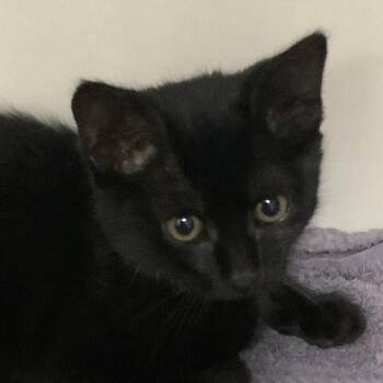 Mercury (yellow collar) -  Domestic Short Hair Cat for Adoption in Redwood City, California - Mercury (yellow Collar) | PetCurious