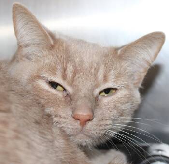 Domestic Short Hair Cats Available for Adoption in Mississauga, Ontario - Shelby | PetCurious
