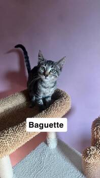 Baguette -  Domestic Short Hair Cat for Adoption in Belchertown, Massachusetts - Baguette | PetCurious