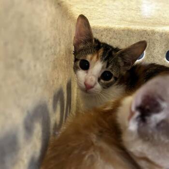 Pixy -  Domestic Short Hair Cat for Adoption in Philadelphia, Pennsylvania - Pixy | PetCurious
