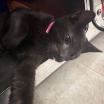 Ace -  Domestic Short Hair Cat for Adoption in Lakeland, Florida - Ace | PetCurious