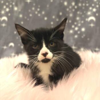 American Shorthair Cats Available for Adoption in Riverwoods, Illinois - Dolphin | PetCurious