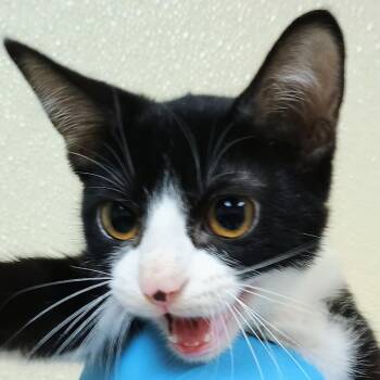 Betty-Lou -  Domestic Short Hair Cat for Adoption in Palestine, Texas - Betty-Lou | PetCurious