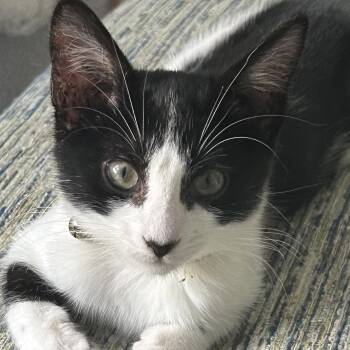 Emma -  Domestic Short Hair Cat for Adoption in San Diego, California - Emma | PetCurious