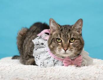 Robby - ADOPTED -  Domestic Short Hair Cat for Adoption in Atlanta, Georgia - Robby - ADOPTED | PetCurious