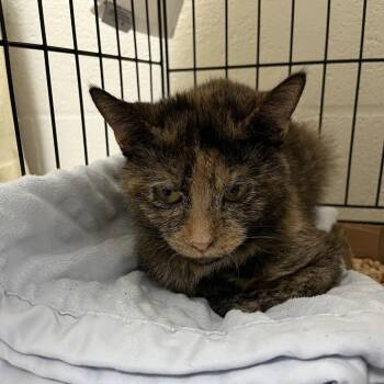 Ashica -  Domestic Short Hair Cat for Adoption in Lyndhurst, Virginia - Ashica | PetCurious
