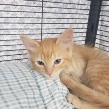 Rescue American Shorthair Cats for Adoption in Charleston, South Carolina - KimJim | PetCurious