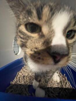 Sinead -  Domestic Short Hair Cat Available for Adoption in New York, New York - Sinead | PetCurious
