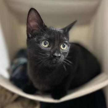 Olive -  Domestic Short Hair Cat for Adoption in Westminster, California - Olive | PetCurious
