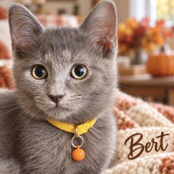 Bert -  Domestic Short Hair Cat for Adoption in Inman, South Carolina - Bert | PetCurious