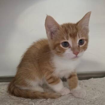 Admiral -  Domestic Short Hair Cat for Adoption in Park City, Utah - Admiral | PetCurious