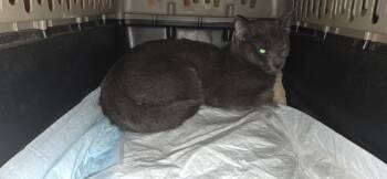 Domestic Short Hair Cats Available for Adoption in Evansville, Indiana - Sugar | PetCurious