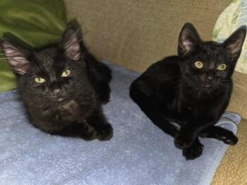 Rescue Domestic Medium Hair and Bombay Cats for Adoption in Villa Park, California - Luci And Figgy (Bonded Sister And Brother) | PetCurious