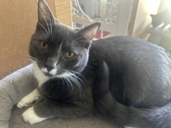 Rescue Domestic Short Hair Cats for Adoption in Winter Garden, Florida - Scout | PetCurious