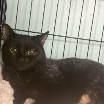 Domestic Short Hair Cats Available for Adoption in Hudson, New York - Birdie | PetCurious