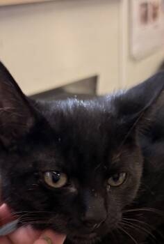 Rescue Domestic Short Hair Cats for Adoption in Napa, California - Waffles | PetCurious