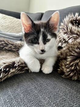Domestic Short Hair Cats Available for Adoption in Greenville, Delaware - Bud, Willow Grove Area, (FCID 05/06/2026-137) | PetCurious