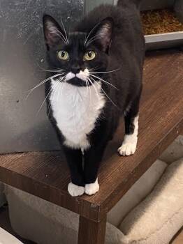 American Shorthair Cats Available for Adoption - Charlotte | PetCurious