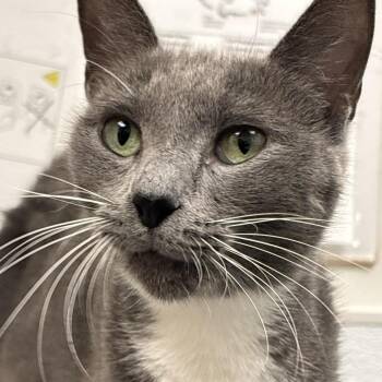 April Ravioli -  Domestic Short Hair Cat for Adoption in Philadelphia, Pennsylvania - April Ravioli | PetCurious