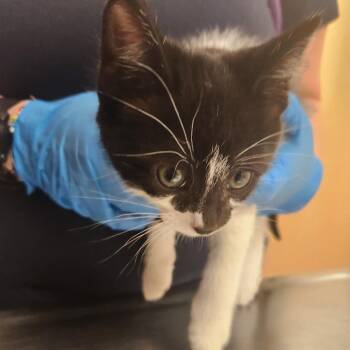 Carl -  Domestic Short Hair Cat for Adoption in Reno, Nevada - Carl | PetCurious