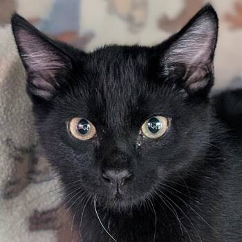 Pip -  Domestic Short Hair Cat for Adoption in Jefferson, Wisconsin - Pip | PetCurious