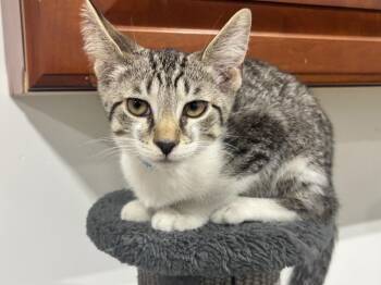 Daniel -  Domestic Short Hair and Tabby Cat for Adoption in Powell, Ohio - Daniel | PetCurious