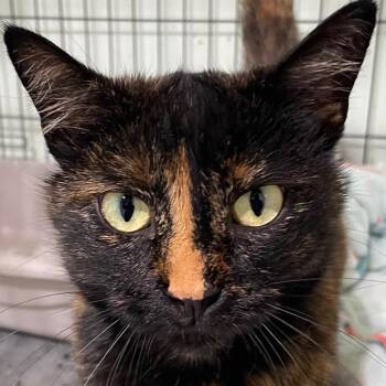 Patty Cake -  Domestic Short Hair Cat for Adoption in Mt. Juliet, Tennessee - Patty Cake | PetCurious