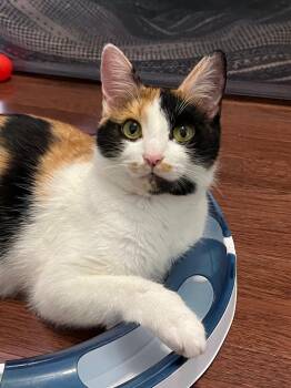 Calico Cats Available for Adoption in Sandy Springs, Georgia - Mackerel (bonded W/ Anchovy) | PetCurious