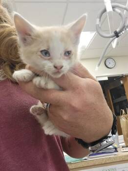 TIGER -  Domestic Medium Hair and Domestic Short Hair Cat for Adoption in Albuquerque, New Mexico - TIGER | PetCurious