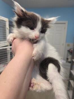 Winchuck -  Domestic Long Hair Cat for Adoption in Gold Beach, Oregon - Winchuck | PetCurious