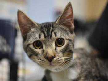 Coconut -  Domestic Short Hair Cat for Adoption in Portland, Oregon - Coconut | PetCurious