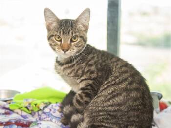 KITTY -  Domestic Short Hair Cat for Adoption in Phoenix, Arizona - KITTY | PetCurious