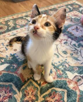 Ig Litter ChaCha -  Calico Cat for Adoption in Livonia, Michigan - Ig Litter ChaCha | PetCurious