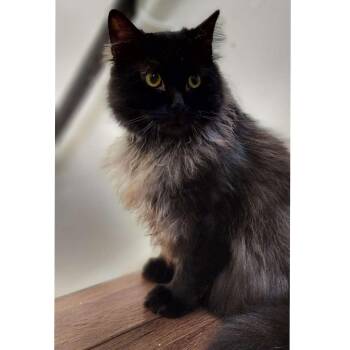 Fluff -  Domestic Long Hair Cat for Adoption in Stoughton, Wisconsin - Fluff | PetCurious