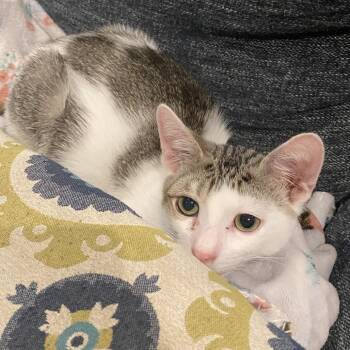 Casper -  Domestic Short Hair Cat for Adoption in Victoria, British Columbia - Casper | PetCurious