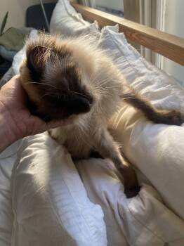 Denver (bonded with Cordelia) -  Domestic Long Hair and Siamese Cat for Adoption in Oakland, California - Denver (bonded With Cordelia) | PetCurious
