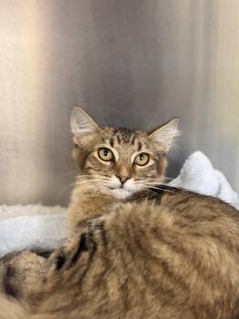 Halsey -  Domestic Medium Hair Cat for Adoption in Collierville, Tennessee - Halsey | PetCurious