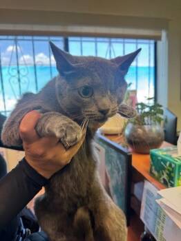 Domestic Short Hair Cats Available for Adoption in Burbank, California - NEWTON | PetCurious