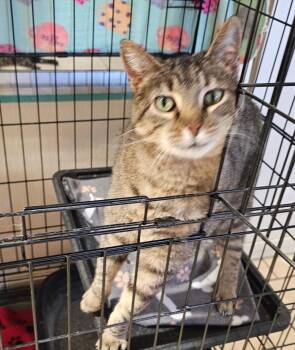 LOTTIE -  Domestic Short Hair Cat for Adoption in Du Quoin, Illinois - LOTTIE | PetCurious