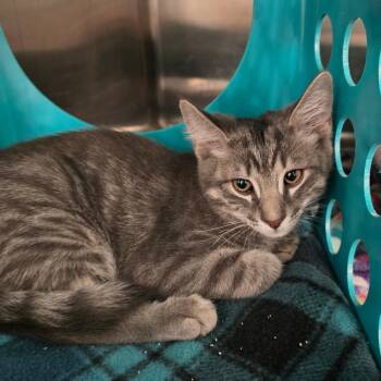 Picatta -  Domestic Short Hair Cat for Adoption in Williston, Florida - Picatta | PetCurious
