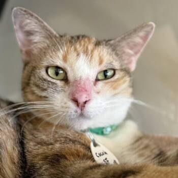Rescue Domestic Short Hair Cats for Adoption in Tucson, Arizona - Cocoh | PetCurious