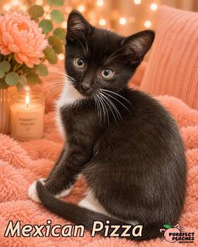 Mexican Pizza -  Domestic Short Hair Cat for Adoption in Douglasville, Georgia - Mexican Pizza | PetCurious