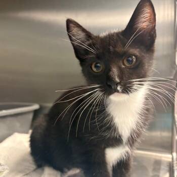 Buttercup -  Domestic Short Hair Cat for Adoption in East Hanover, New Jersey - Buttercup | PetCurious