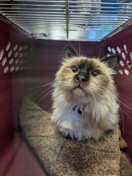 Marvin -  Siamese Cat for Adoption in Grand Junction, Colorado - Marvin | PetCurious