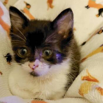 Ringo* -  Domestic Short Hair Cat for Adoption in San Gabriel, California - Ringo* | PetCurious